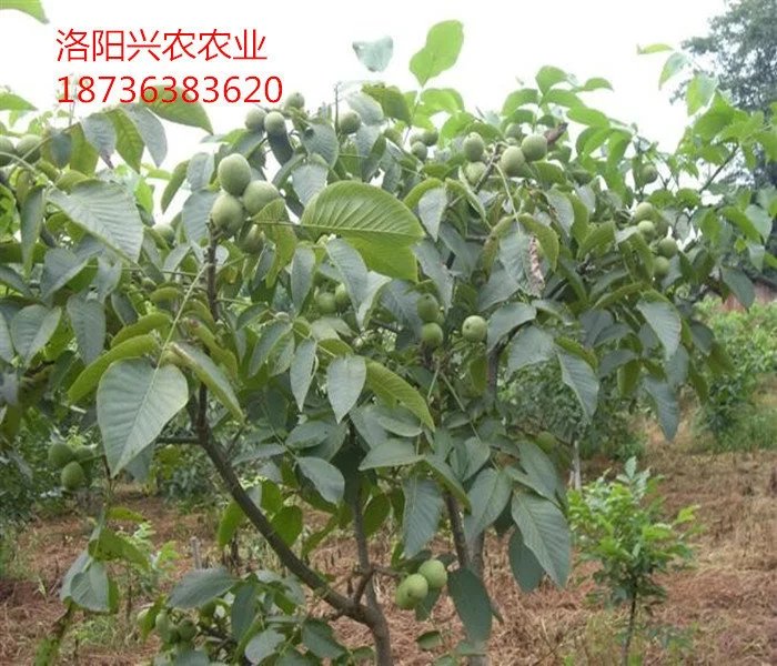 遼核核桃苗圖片/遼核核桃苗樣板圖 (4)