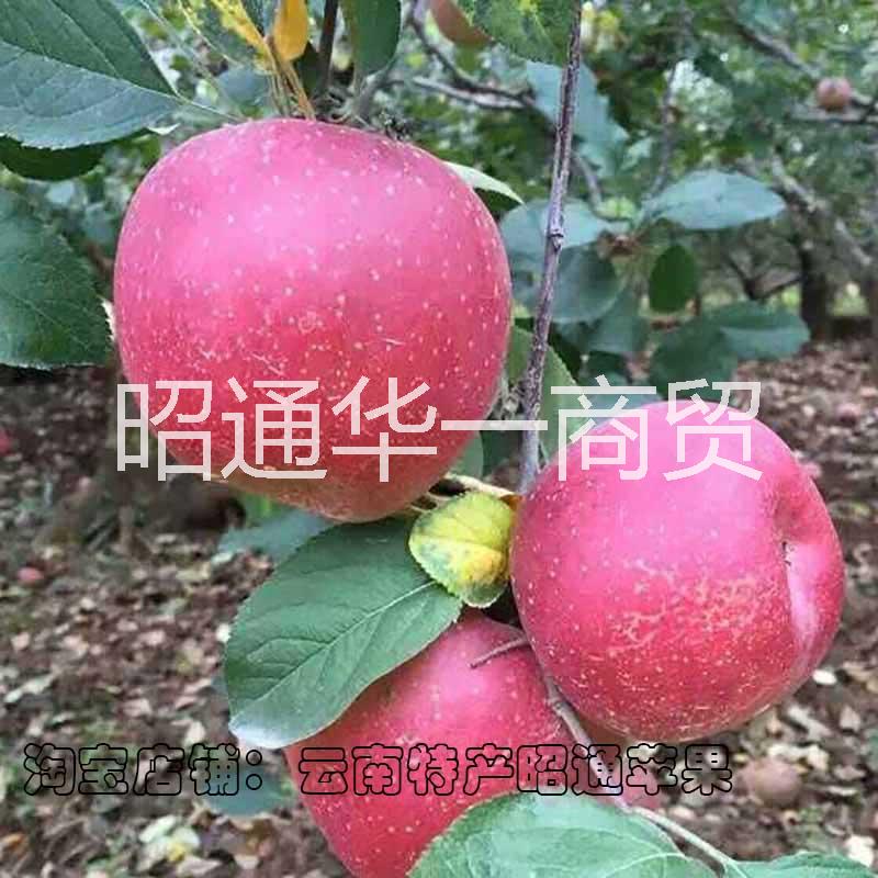 云南昭通丑苹果红富士苹果图片