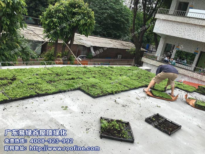 广州市屋顶绿化植物厂家