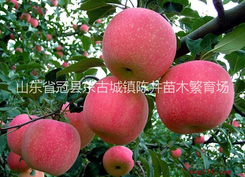 供應(yīng)蘋果苗，花椒苗，柿子苗，桃苗