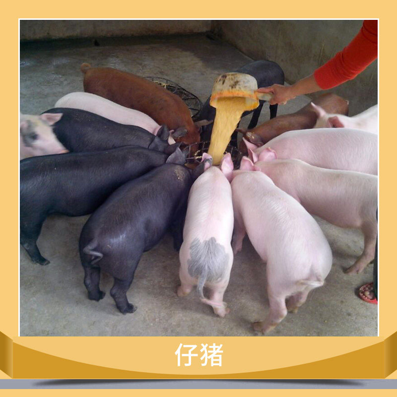 仔豬價(jià)格 仔豬供應(yīng)價(jià)格圖片/仔豬價(jià)格 仔豬供應(yīng)價(jià)格樣板圖 (2)