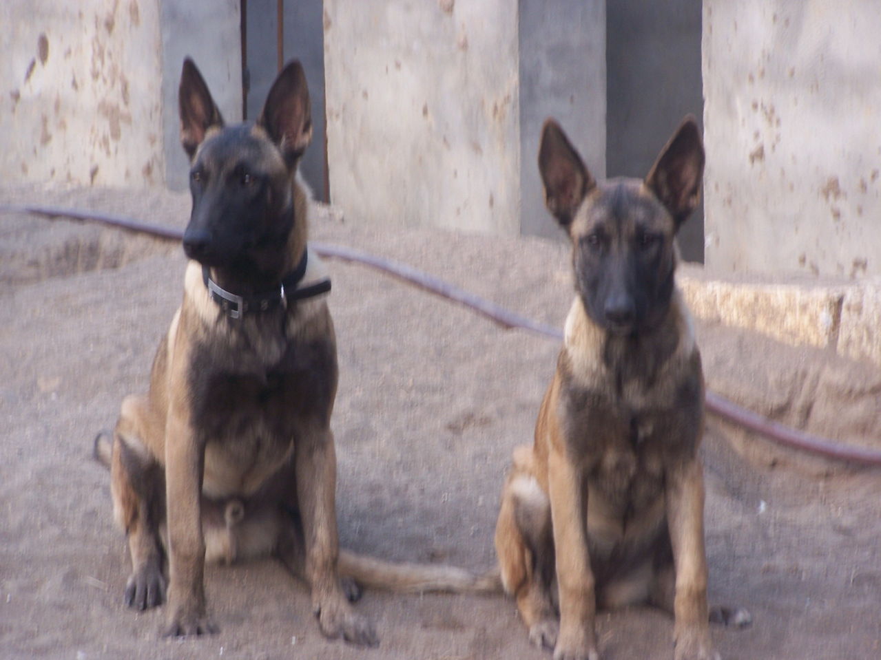 马犬 马犬价格 马犬去哪里买