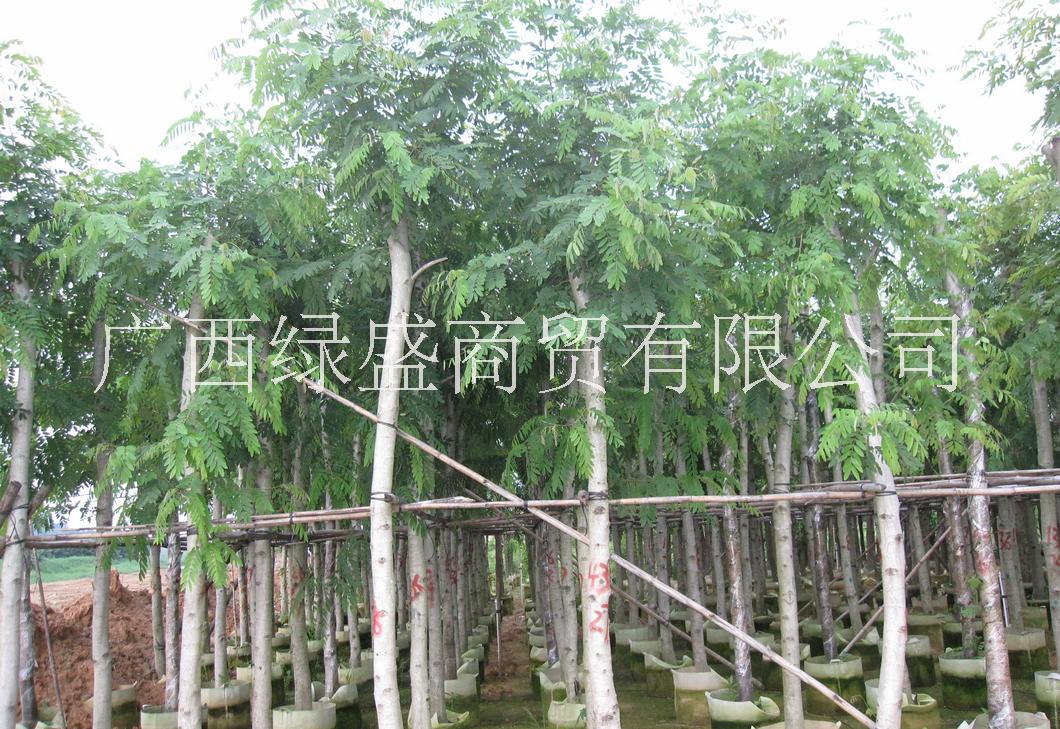 木小苗圖片/木小苗樣板圖 (1)
