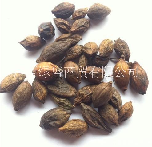 小葉欖仁圖片/小葉欖仁樣板圖 (3)