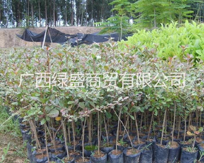 小葉欖仁圖片/小葉欖仁樣板圖 (4)