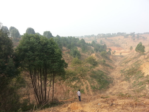 湖北紅東園林供應(yīng)多桿叢生香樟、多桿香樟