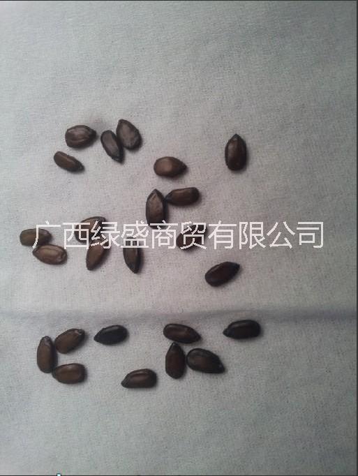 黃槐圖片/黃槐樣板圖 (2)