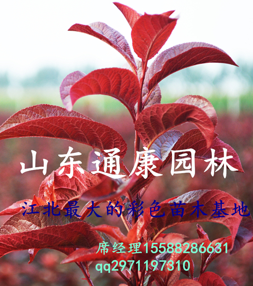 紅葉李圖片/紅葉李樣板圖 (4)