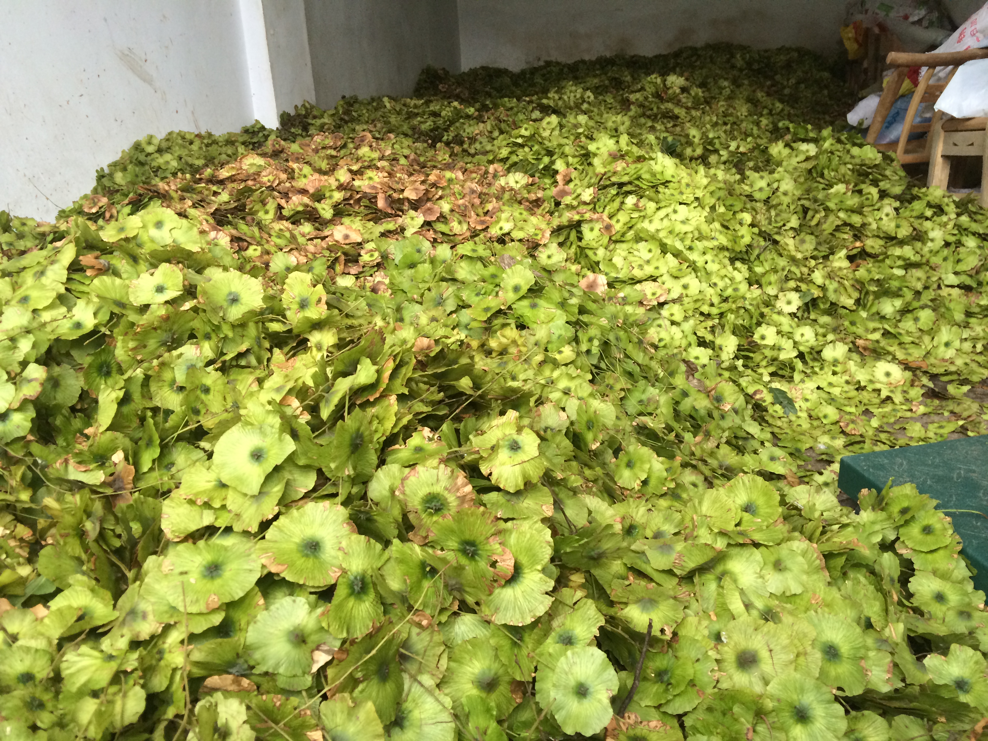 青錢柳種子圖片