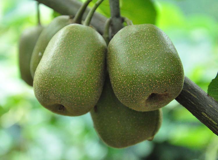 紅陽紅心獼猴桃圖片/紅陽紅心獼猴桃樣板圖 (4)