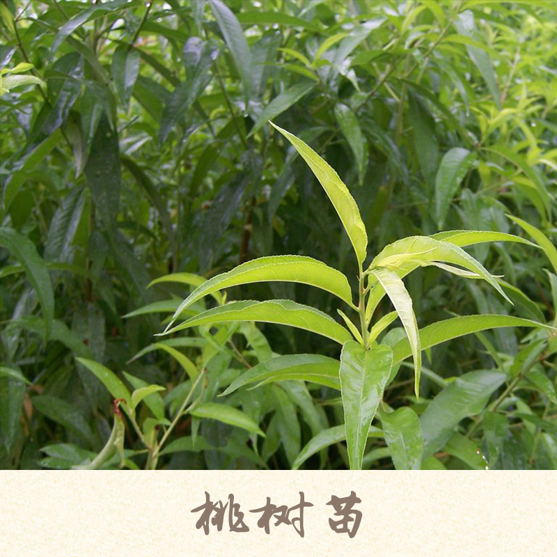 桃樹苗產(chǎn)品 桃樹樹苗批發(fā) 桃樹苗種苗廠家 桃樹苗供應商 桃樹苗現(xiàn)貨報價