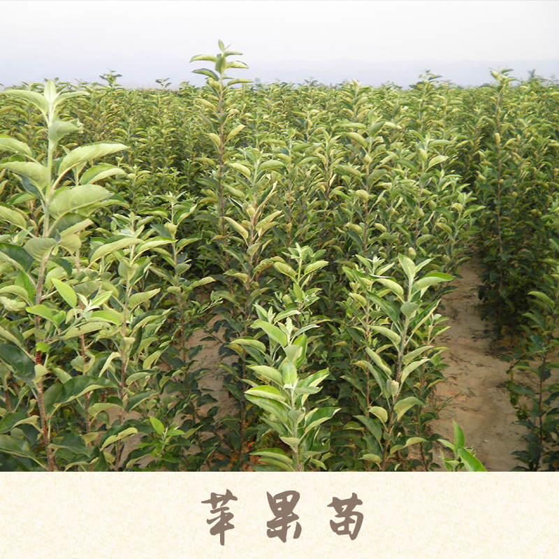 蘋果苗產(chǎn)品 柱狀蘋果苗 紅肉蘋果苗 山東蘋果苗 矮化蘋果苗 蘋果樹苗