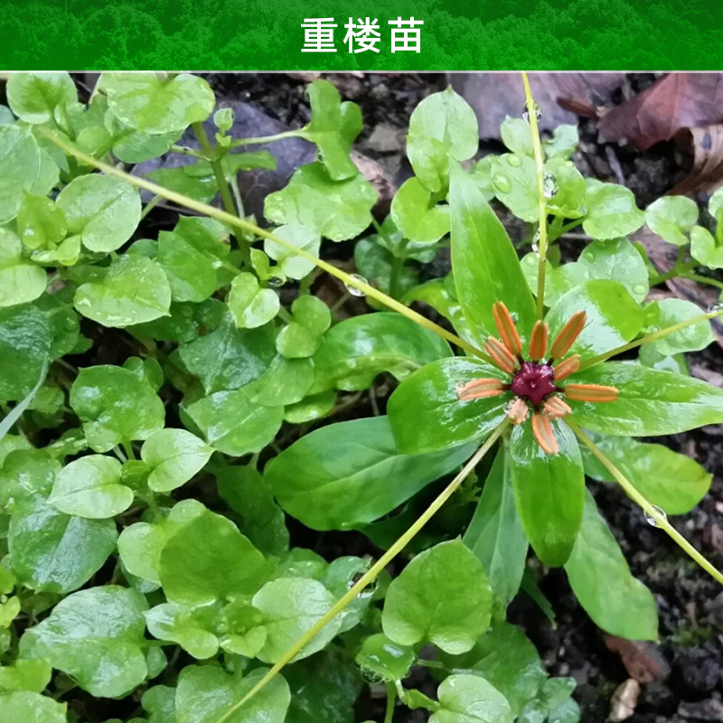云南重樓圖片/云南重樓樣板圖 (2)