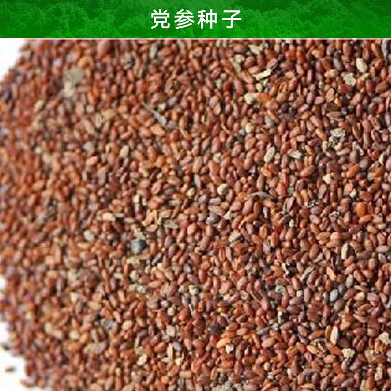 昭通黨參種子圖片