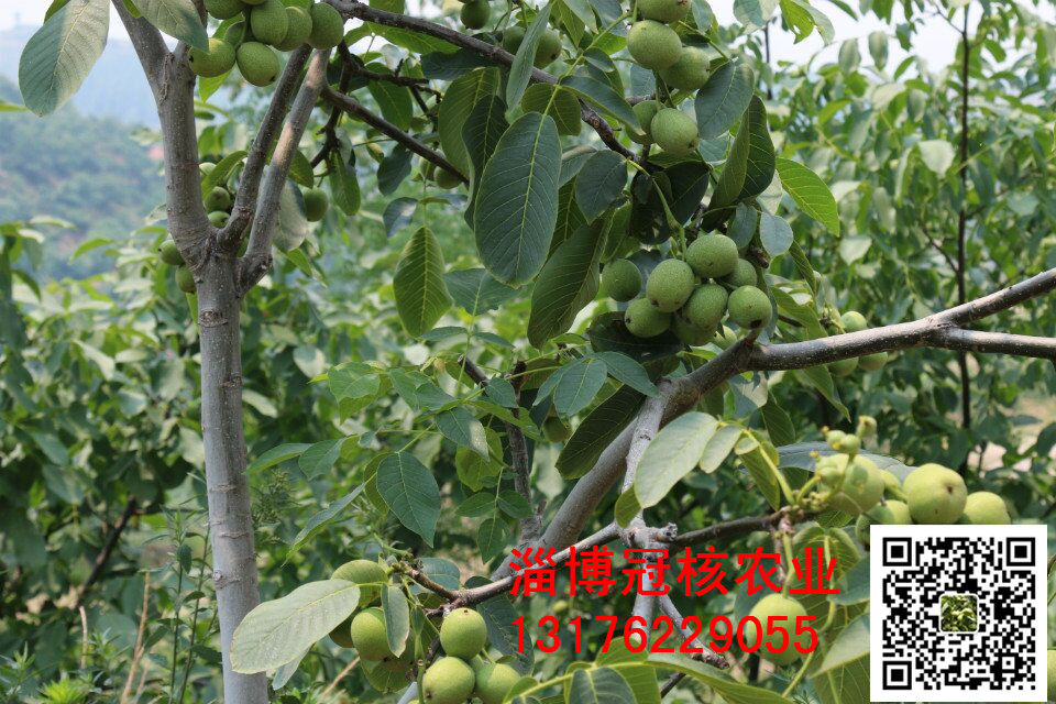 冠核一號(hào)核桃苗價(jià)格批發(fā)圖片