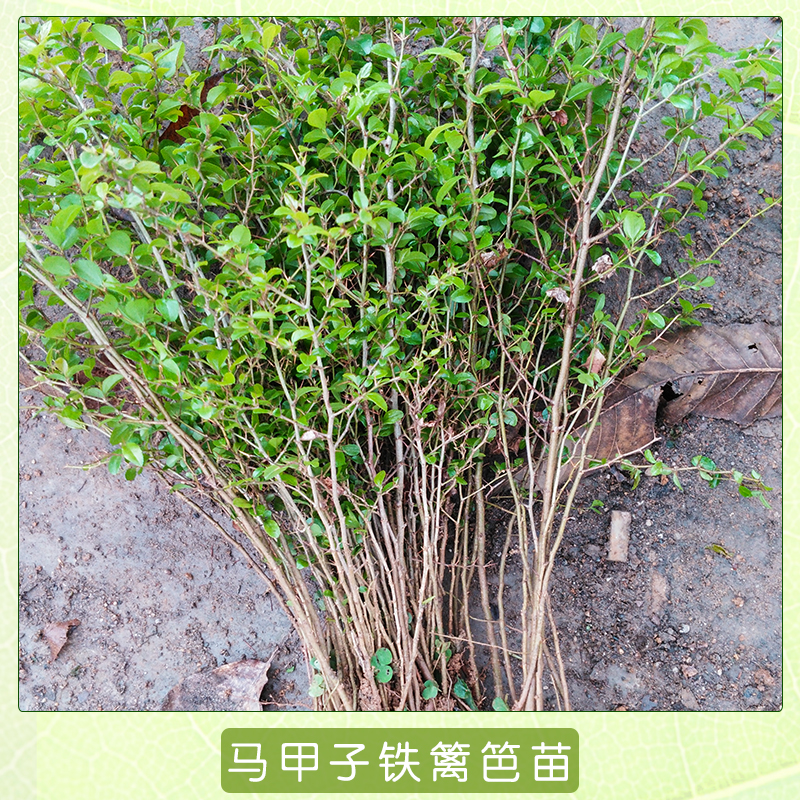 馬甲子鐵籬笆苗圖片