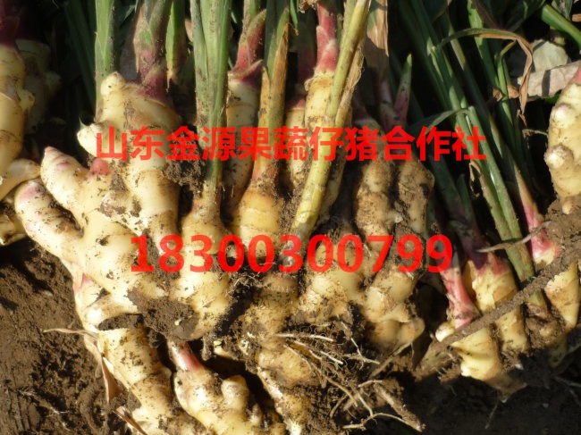生姜圖片/生姜樣板圖 (4)