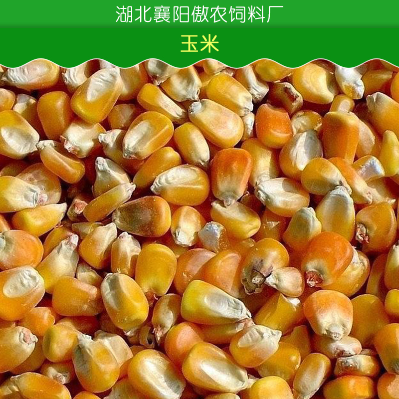 玉米小麦大豆高粱麸皮等图片