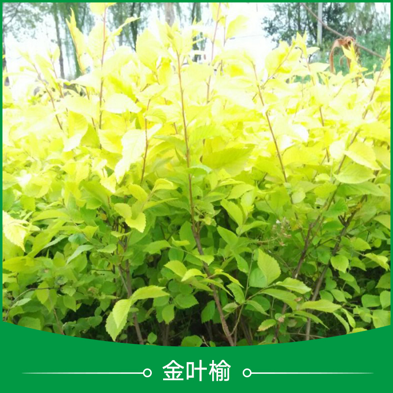 金葉榆圖片/金葉榆樣板圖 (1)