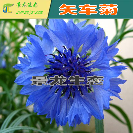 花卉種子圖片/花卉種子樣板圖 (4)
