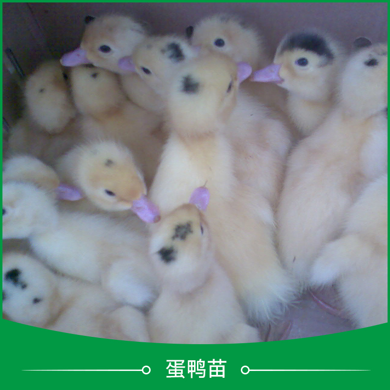 麻鴨鴨苗圖片/麻鴨鴨苗樣板圖 (4)