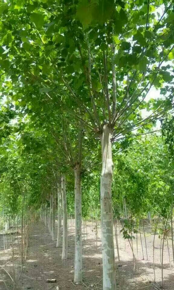 北京苗木20公分法桐價格 北京20公分法桐價格