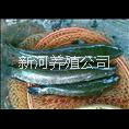黑魚(yú)苗圖片/黑魚(yú)苗樣板圖 (1)