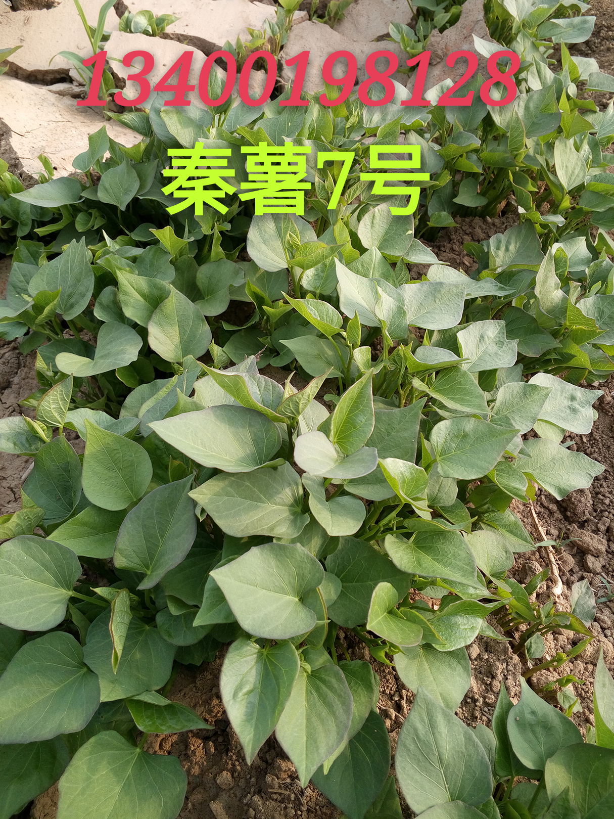 脫毒紅薯圖片/脫毒紅薯樣板圖 (2)