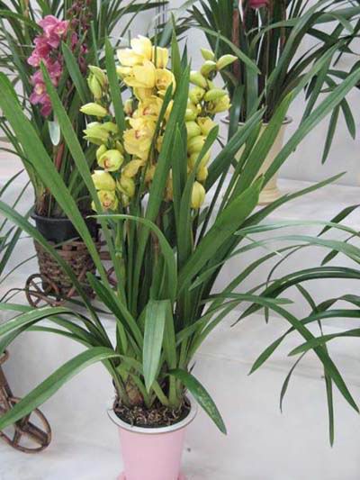 長(zhǎng)短期圖片/長(zhǎng)短期樣板圖 (4)