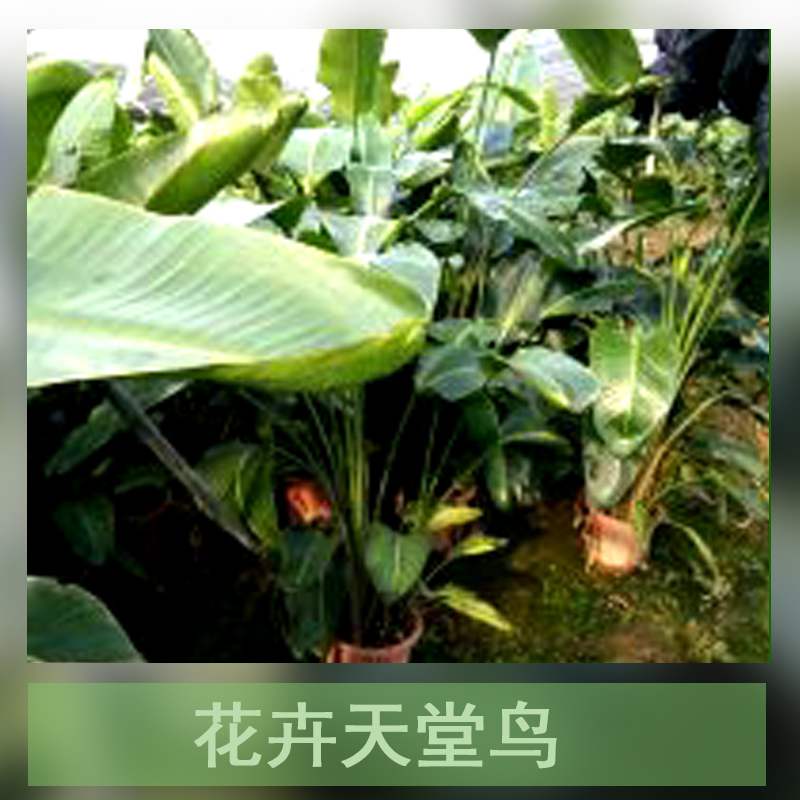 天堂鳥圖片/天堂鳥樣板圖 (2)