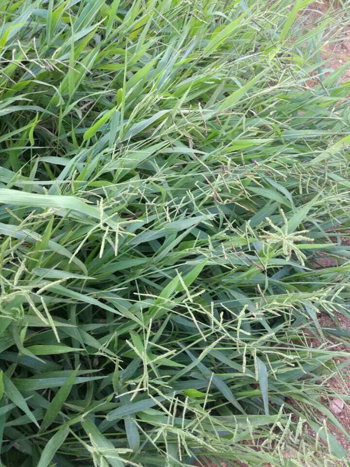 生態(tài)保護(hù)寬葉草種子圖片/生態(tài)保護(hù)寬葉草種子樣板圖 (4)