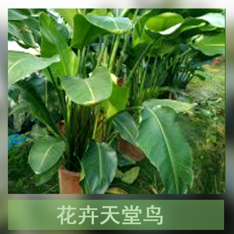 天堂鳥圖片/天堂鳥樣板圖 (1)