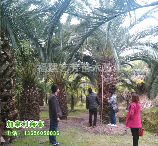 加拿利海棗圖片/加拿利海棗樣板圖 (4)