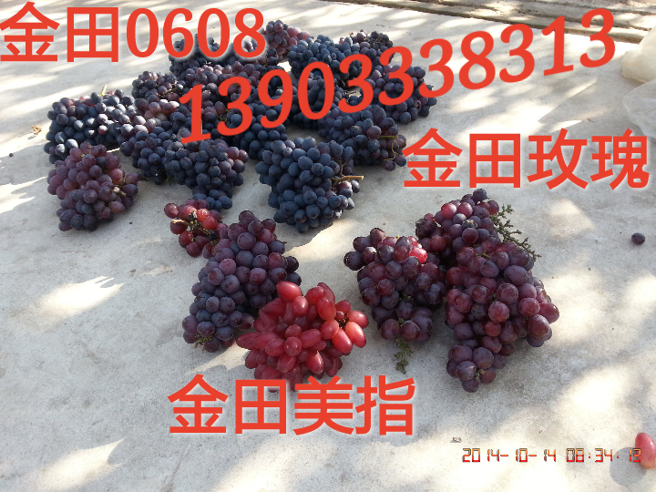 美國無核葡萄苗 美國無核葡萄苗