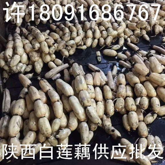 蓮藕種子圖片/蓮藕種子樣板圖 (2)