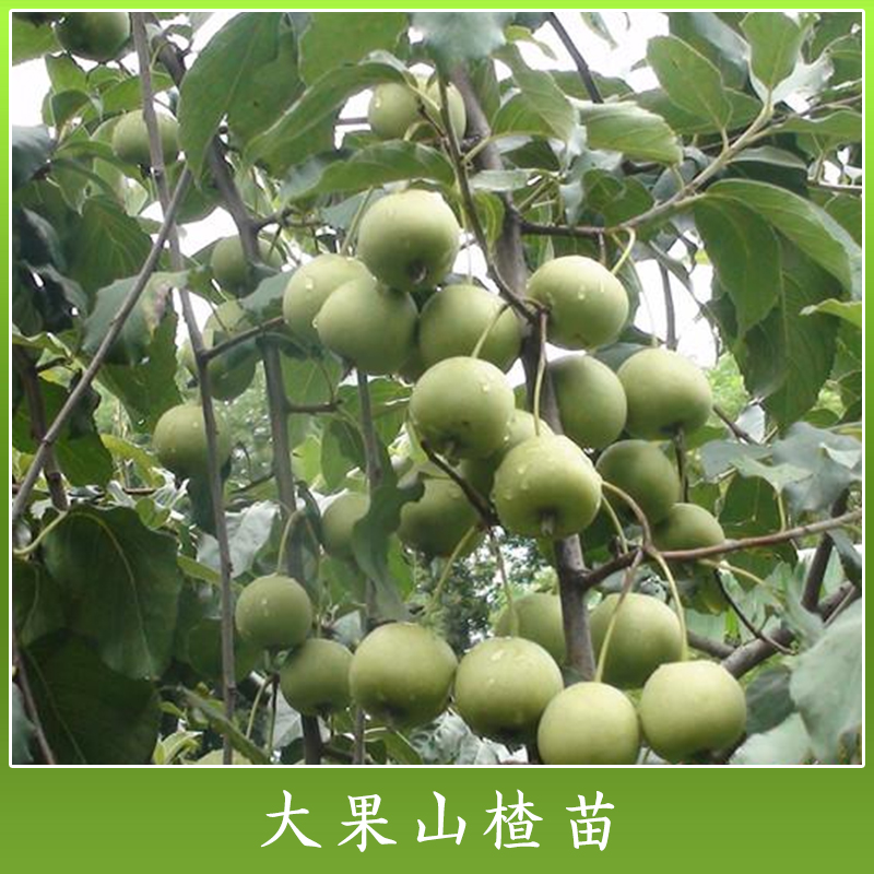 優(yōu)質(zhì)水果樹苗木 廣西大果山楂苗報價