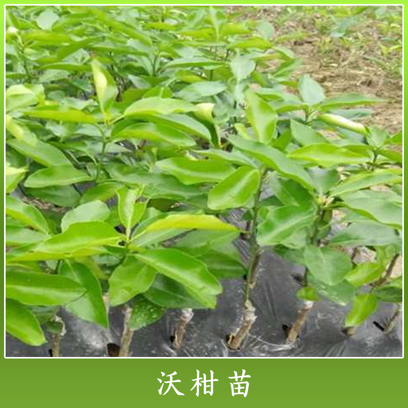 四川圖片/四川樣板圖 (2)