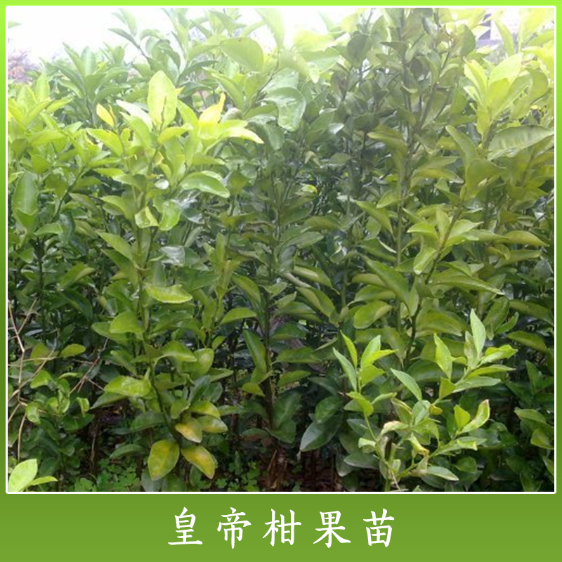 皇帝柑圖片/皇帝柑樣板圖 (2)