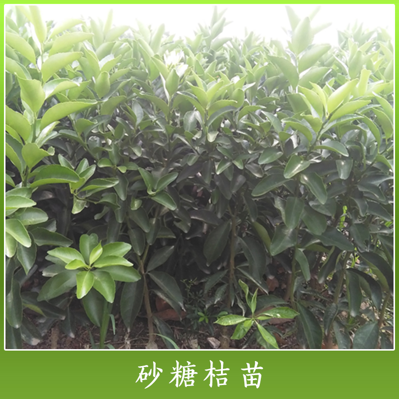 砂糖橘圖片/砂糖橘樣板圖 (3)