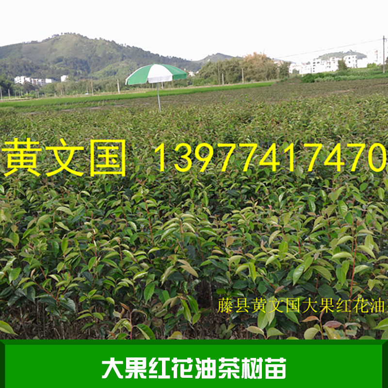 大果红花油茶树苗 藤县红花大果油茶树苗基地 大果红花油茶种苗 红花油茶种子图片