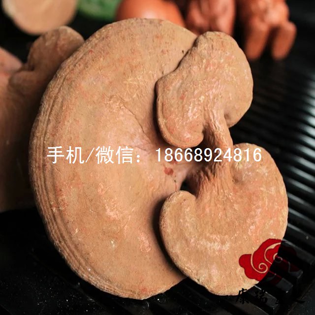 山東靈芝市場(chǎng)價(jià)格趨勢(shì) 椴木靈芝采購(gòu)價(jià)格
