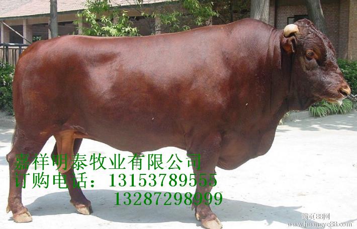 山東利木贊牛價(jià)格 利木贊*犢 肉牛養(yǎng)殖技術(shù) 農(nóng)業(yè)合作牛養(yǎng)殖項(xiàng)目