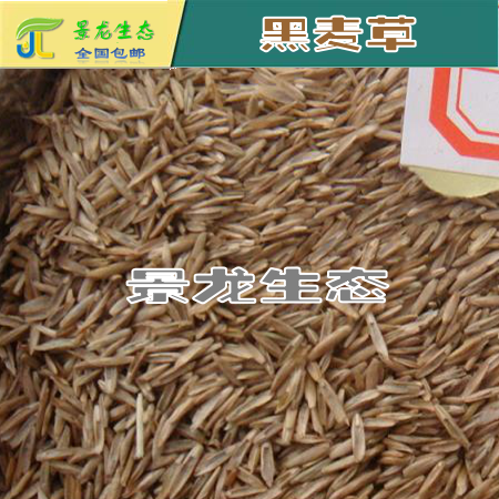 黑麥草圖片/黑麥草樣板圖 (2)