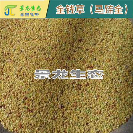 狗尾草|蘆葦|馬蹄金|紅葉地膚 野芒草 產(chǎn)地草種