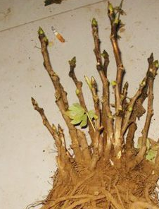 牡丹圖片/牡丹樣板圖 (1)