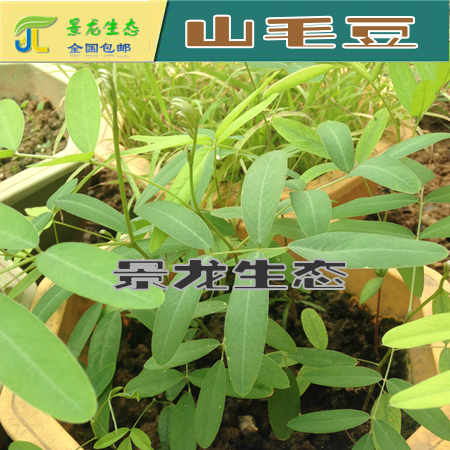 廣西南寧綠化灌木種子批發(fā)圖片/廣西南寧綠化灌木種子批發(fā)樣板圖 (2)