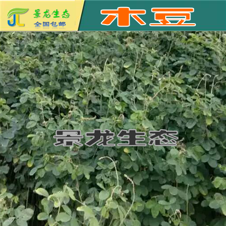 廣西南寧綠化灌木種子批發(fā)圖片/廣西南寧綠化灌木種子批發(fā)樣板圖 (3)