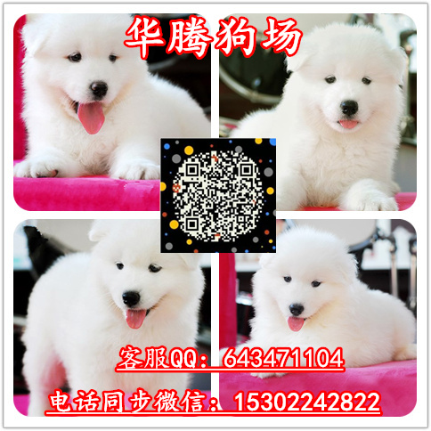薩摩耶圖片/薩摩耶樣板圖 (4)