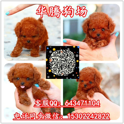 泰迪熊犬圖片/泰迪熊犬樣板圖 (2)