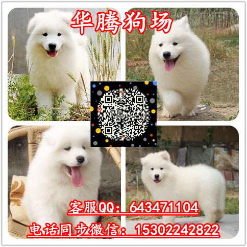 薩摩耶圖片/薩摩耶樣板圖 (2)